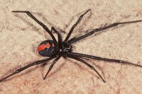 A-redback-spider.jpg