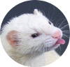 ferret2.jpg