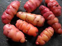 oca.jpg