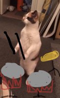 drumcat.jpg