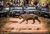 Tiger and Photographers.jpg