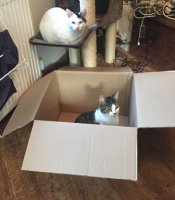 Clive in a Box.jpg