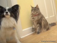 Someone may be just about to get it, Charlie and Breeze, 3 Sep 15.jpg