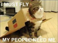 catplane.jpg