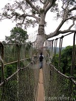 aerial-walkway-kakum-7450549.jpg