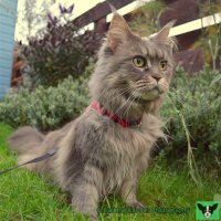 watermarked-Breeze on garden patrol 3.jpg