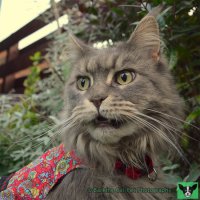 watermarked-Breeze on garden patrol.jpg