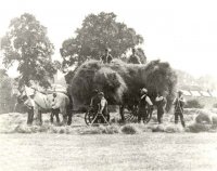 haymaking in Crofton Park - late C19.jpg