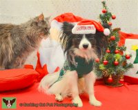 watermarked-Breeze and Charlie Christmas.jpg