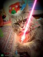 watermarked-Jedi Kitty.jpg