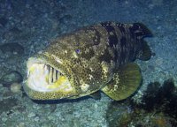 Epinephelus_malabaricus.jpg