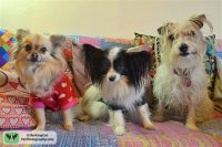 watermarked-Pup trio 2.jpg