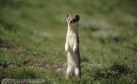 least_weasel_1.jpg