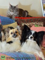 watermarked-Pile of pets 2-001.jpg