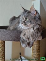 watermarked-Cat Tree.jpg