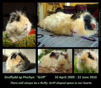 watermarked-In Memory of Griff.jpg