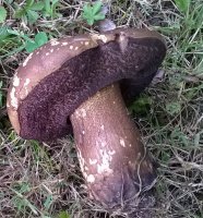 boletus.jpg