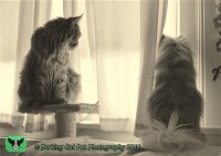 watermarked-Breeze Caturday MOrning 4.jpg