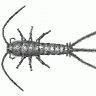 silverfish