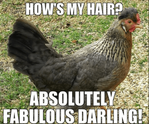 hows-my-hair-chicken-meme.png