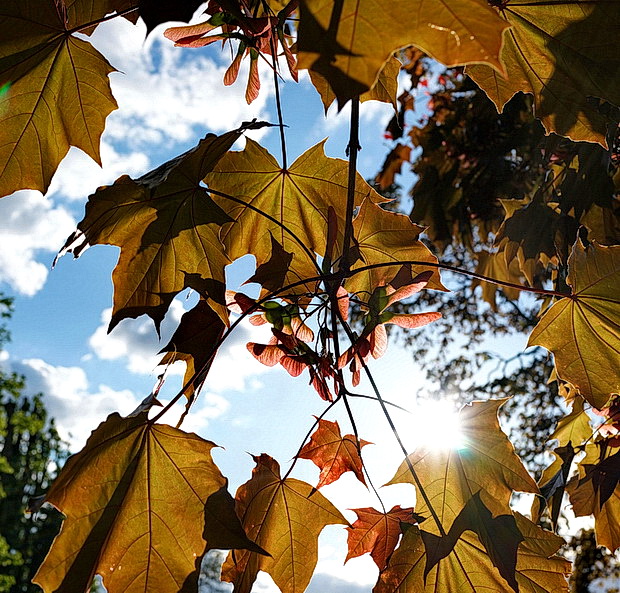 A spring symphony: 50 photos of Ruskin Park in bloom, south London