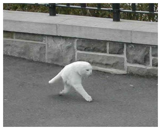 google_street_view_cat2.jpg