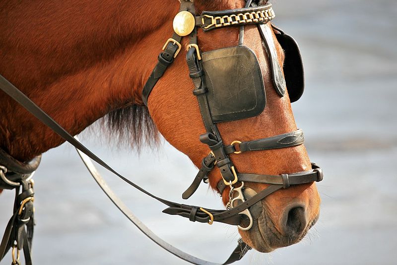 800px-Horse_Blinkers_%25284240744343%2529.jpg