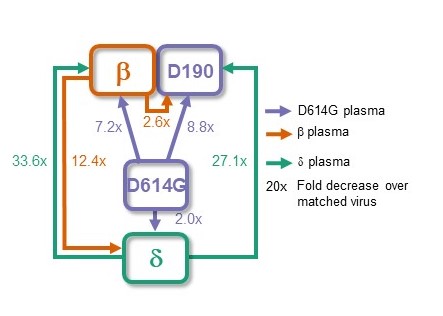 Summary map of serological distances between beta, delta, D614G ancestral and immunocompromised-evolved D190 SARS-CoV-2 variants.