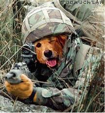 dog-with-gun.jpg