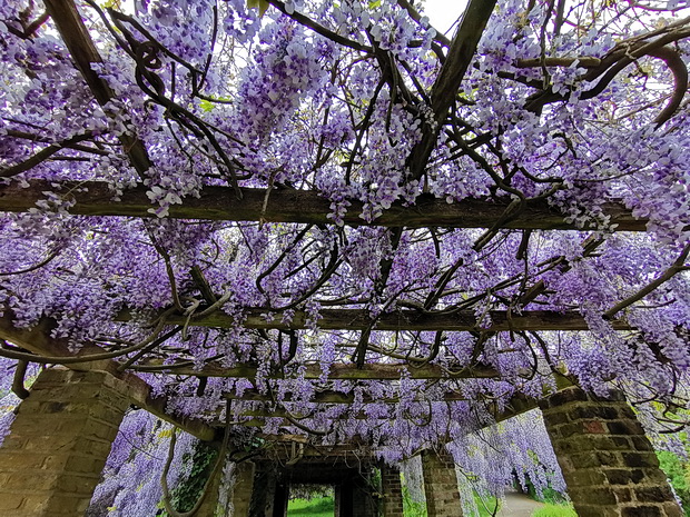 A spring symphony: 50 photos of Ruskin Park in bloom, south London