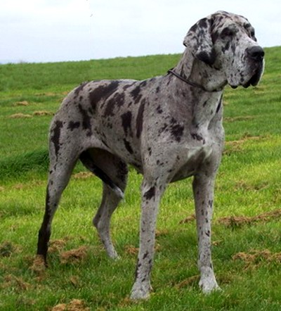 merle-great-dane.jpg