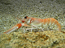 250px-Nephrops_norvegicus.jpg