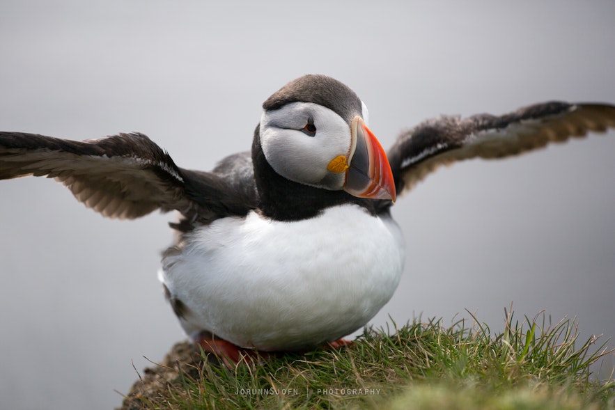 puffins-in-iceland-2