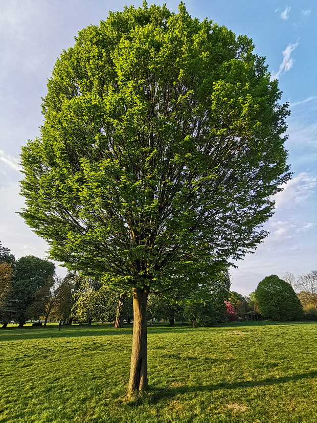 Brockwell Park, trees and shadows - photo feature, April 2020