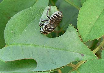 leafcutter-bee-and-leaf2.jpg