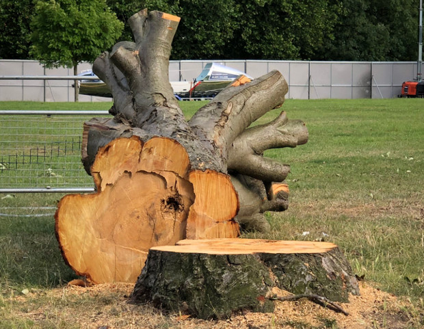 brockwell-tree-felled.jpg