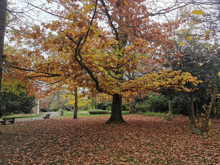 In photos: Browns, oranges and yellows - Ruskin Park in autumnal splendour