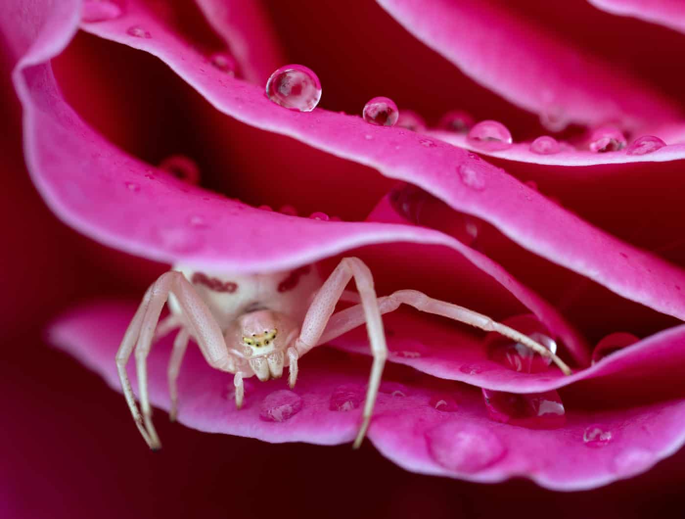 A white ctab spider lurking in a rose during rain.  Photograph: Robin Loznak/Zuma Press Wire/Rex/Shutterstock