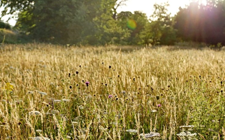 In photos: the beauty of Brockwell Park's wildflower meadow