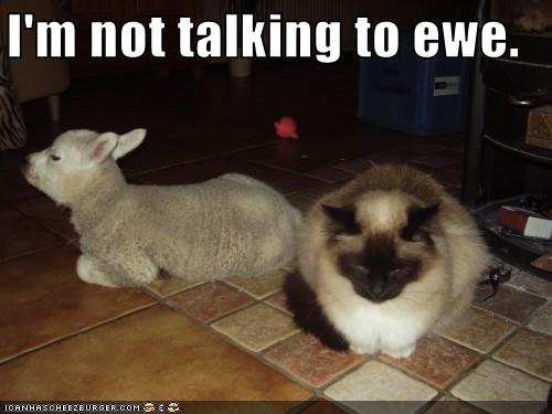 cat-and-sheep-lol1.jpg