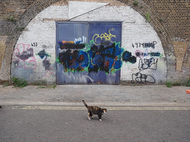 In photos: Return to Rathgar Road with its locks ups, garages and lovely resident cat