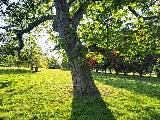 In photos: Ruskin Park after five weeks of lockdown, April 2020