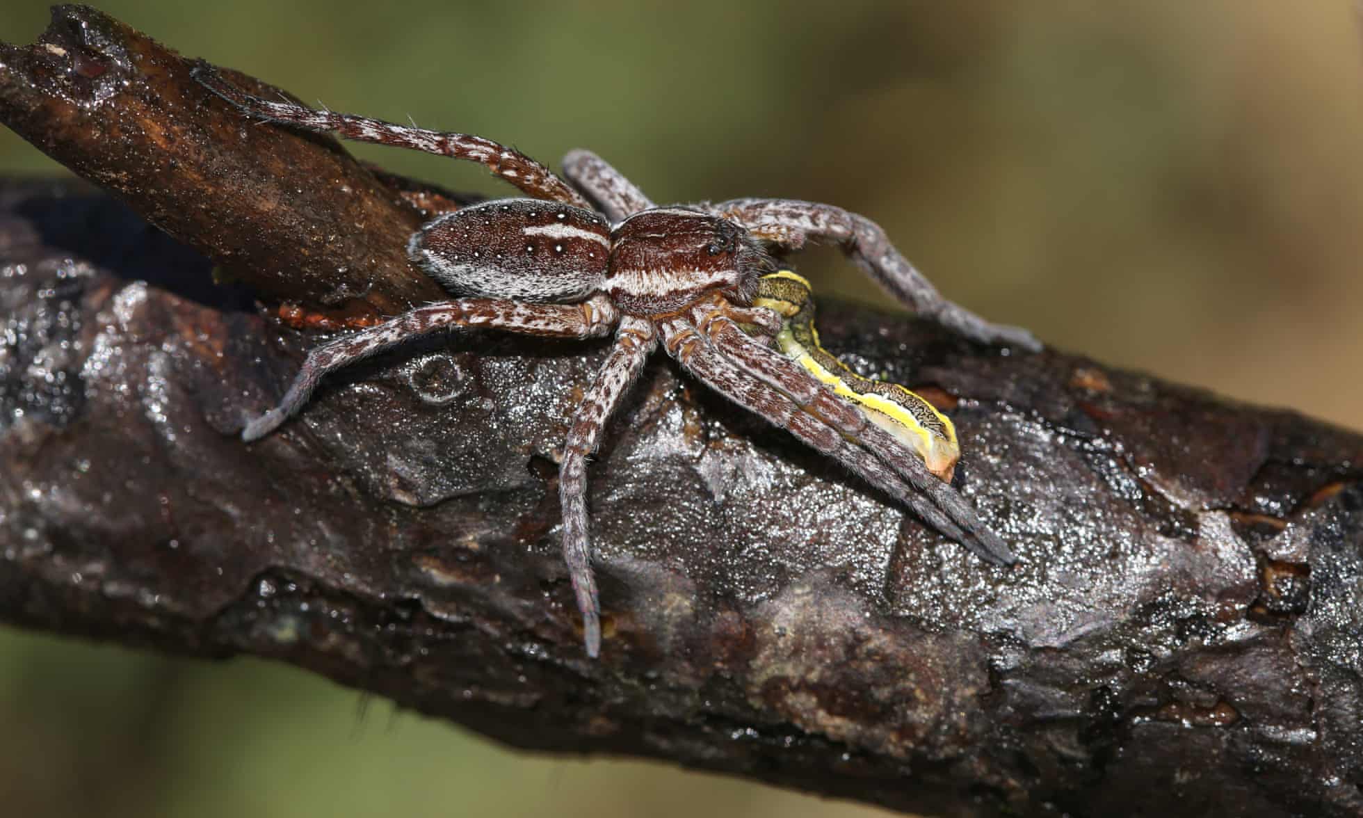 fen raft spider.  photo by Sandra Standbridge/Getty Images