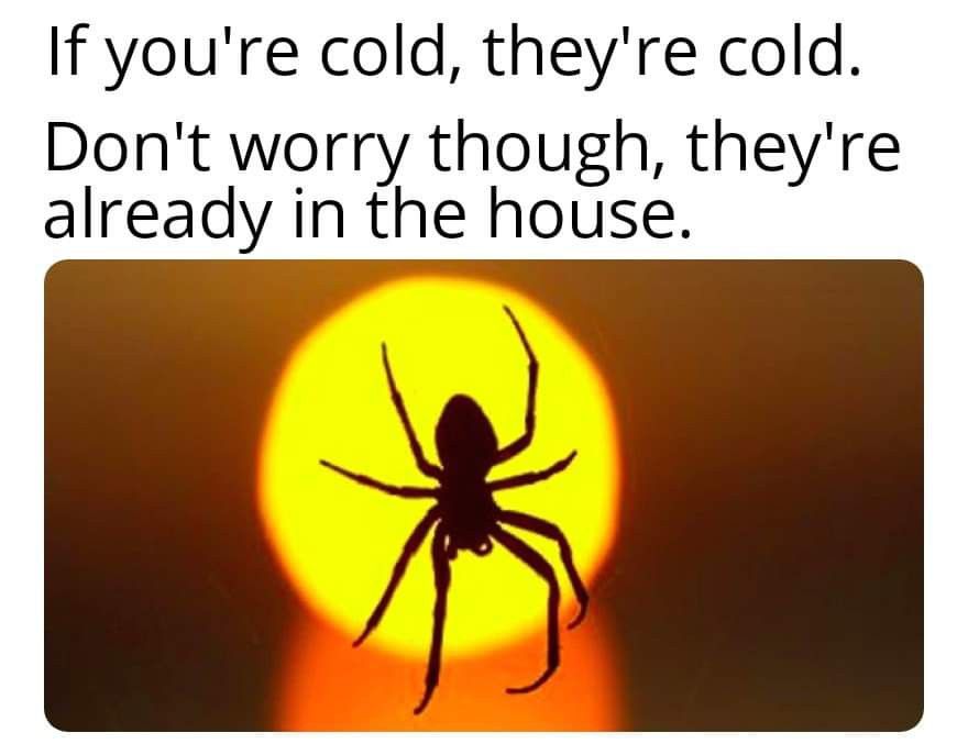 picture of a lovely spider with the caption 'if you're cold, they're cold.  Don't worry though, they're already in the house'