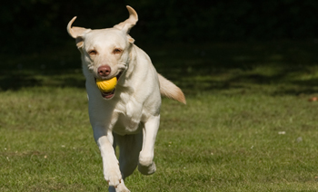 flyball-small.jpg