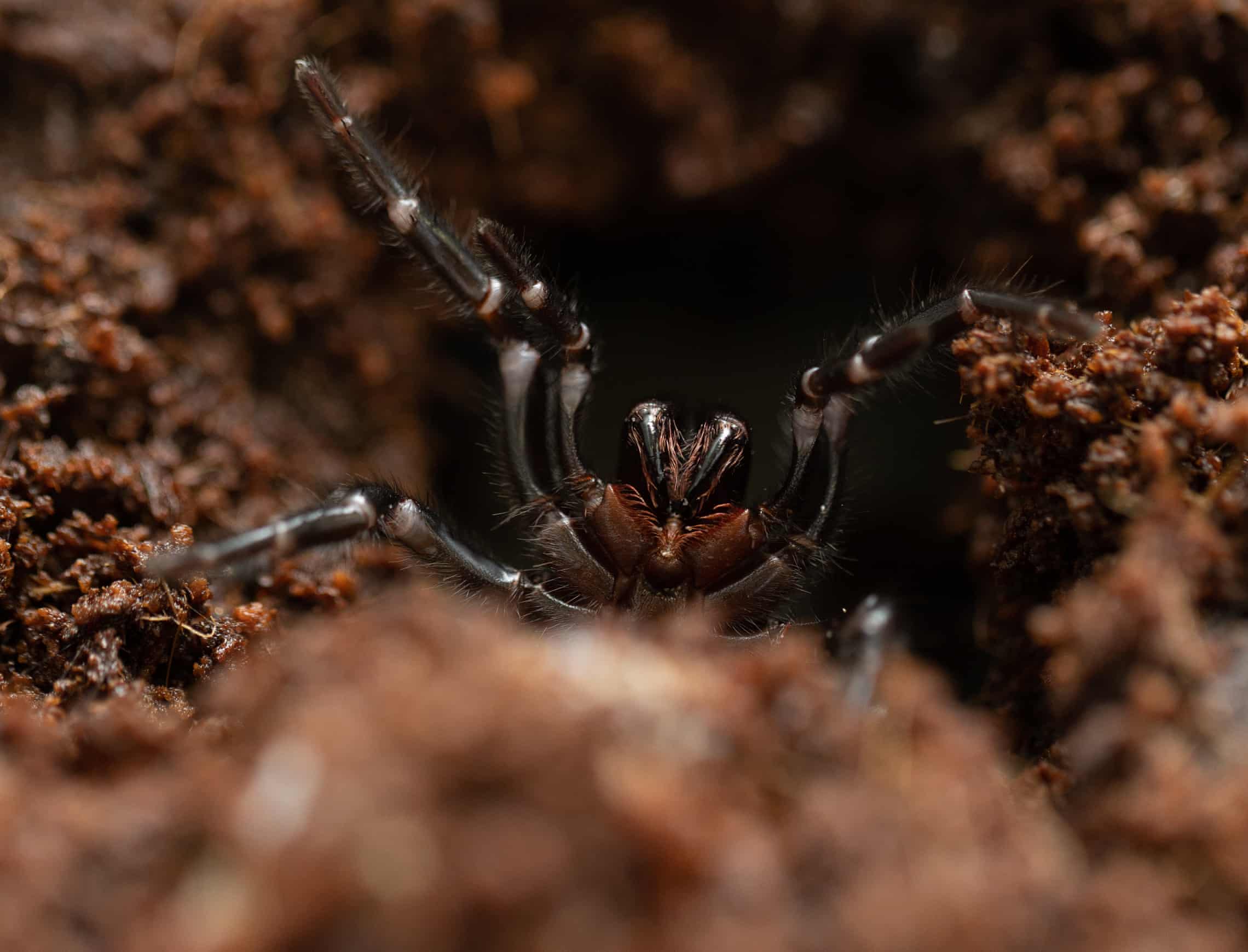 A funnel-web spider. Photograph: David Kelly/The Guardian