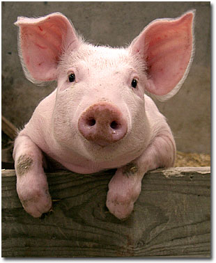 baby+pig+pictures+002.jpg