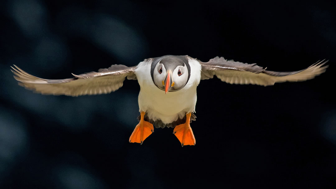 A-puffin-in-flight.jpg