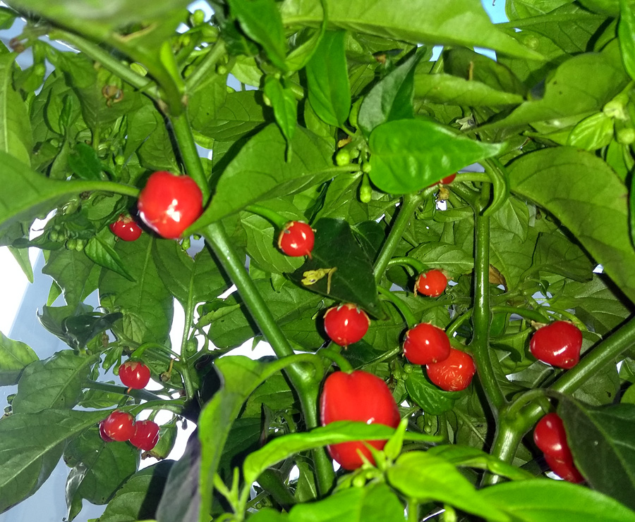 2019-10-19-Naga-chillies.jpg