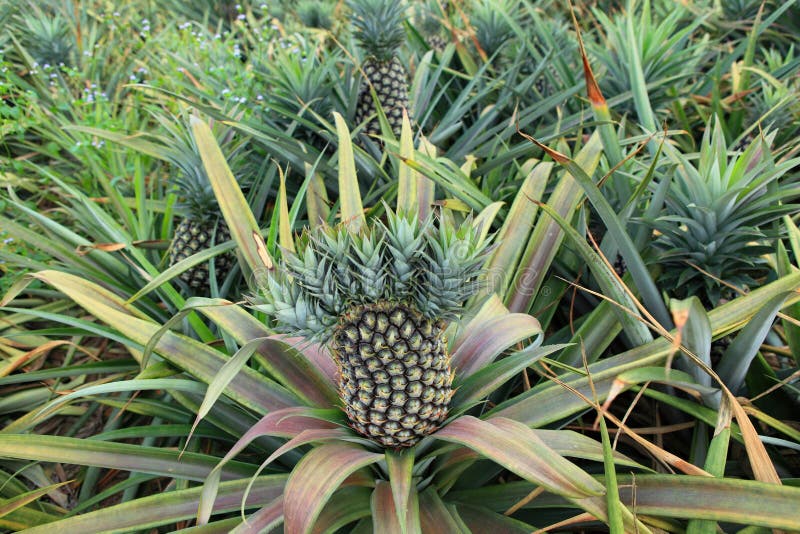 mutant pineapple on a plantation with multiple crowns